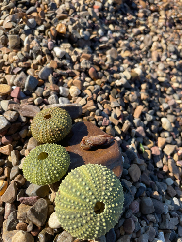 Atlantic Purple Sea Urchin