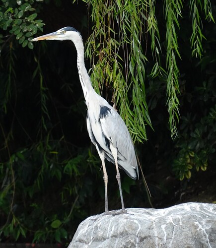 Grey Heron