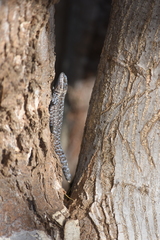 Urosaurus auriculatus