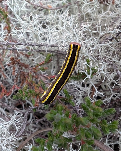 Broom Moth