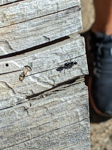 iNaturalist observation photo of Carpenter Ants, Typical Sugar Ants and Allies