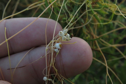 pretty dodder