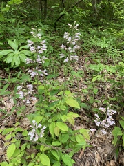 Penstemon brevisepalus
