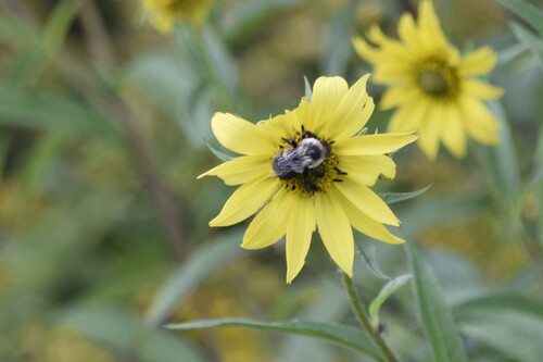 Common Eastern Bumble Bee