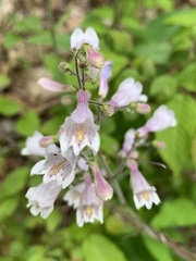 Penstemon brevisepalus
