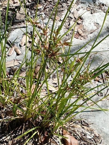 Cyperus ochraceus observed 2026-09-07