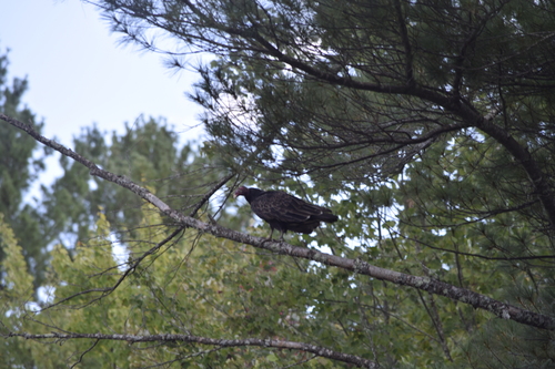 Turkey Vulture
