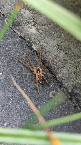 European Nursery Web spider
