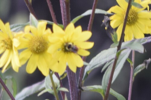 Tricolored Bumble Bee