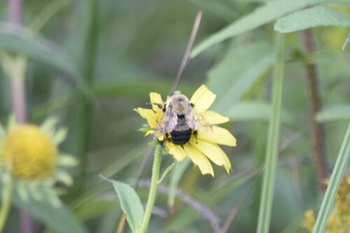 Brown-belted Bumble Bee