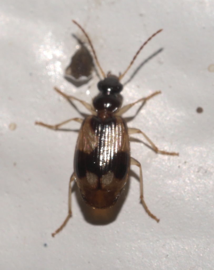 Lebia lobulata