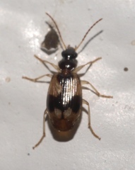 Lebia fuscata
