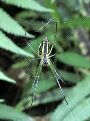 Leucauge celebesiana