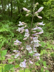 Penstemon brevisepalus