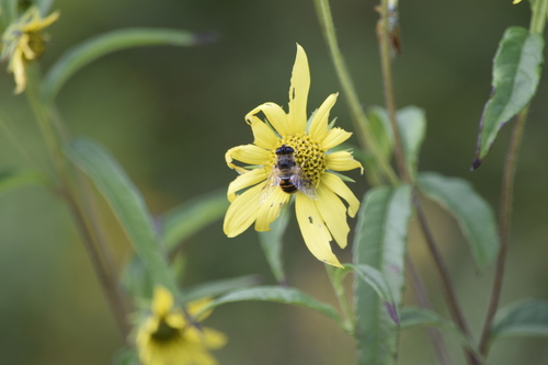 Common Drone Fly