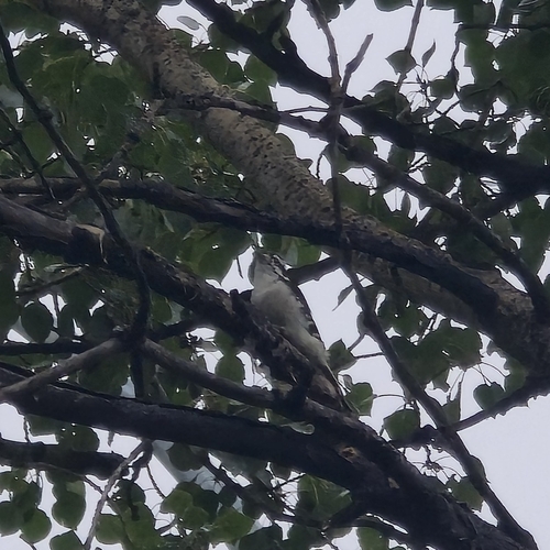 Downy Woodpecker