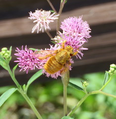 Xylocopa griswoldi