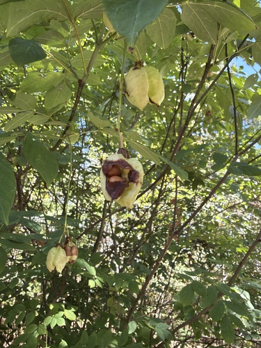 European bladdernut