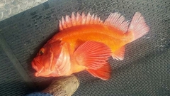 Sebastes ruberrimus