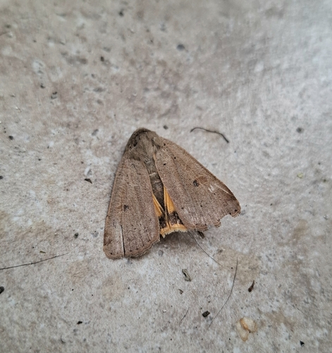 Lesser Yellow Underwing