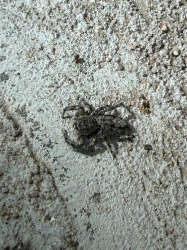 Tan Jumping Spider