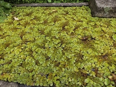 Salvinia molesta, photograph (c) Bret van Putten, some rights reserved (CC BY-SA)