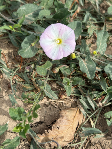 field bindweed