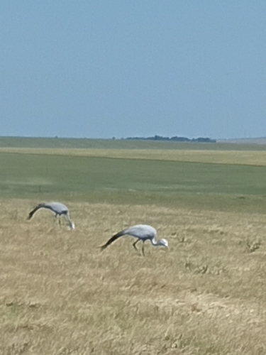 iNaturalist image