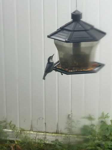 White-breasted Nuthatch