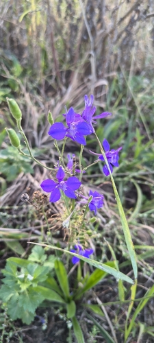 Delphinium ajacis observed 2026-09-07