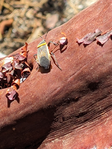 iNaturalist observation photo of California Bordered Plant Bug