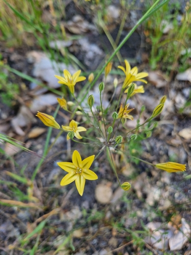 iNaturalist observation photo of Prettyface