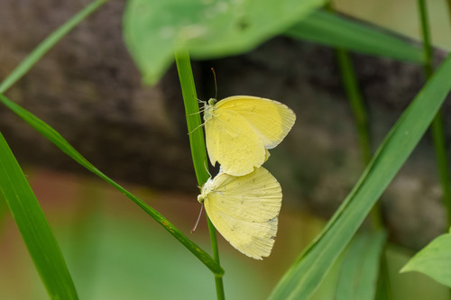 Japanese common grass yellow