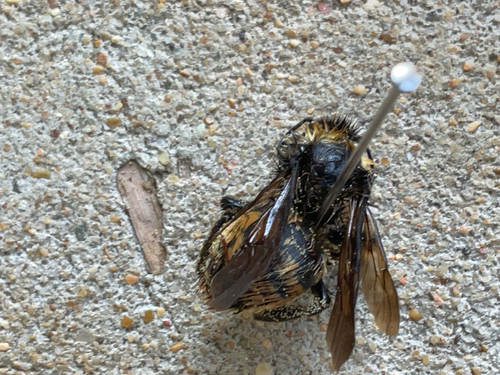 American Bumble Bee
