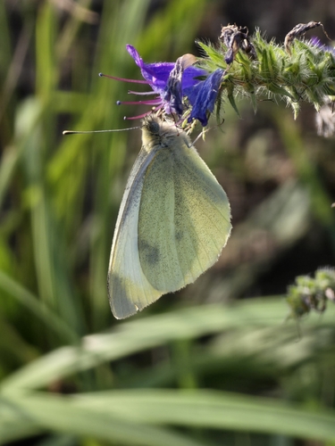 Small White