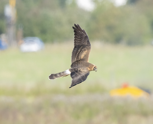 iNaturalist image