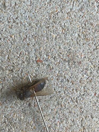 Western Honey Bee
