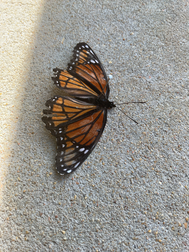 Viceroy