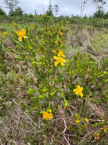 Hypericum fasciculatum