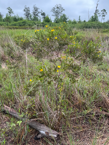 Hypericum fasciculatum, photograph 2