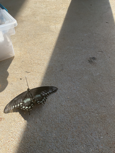 Spicebush Swallowtail