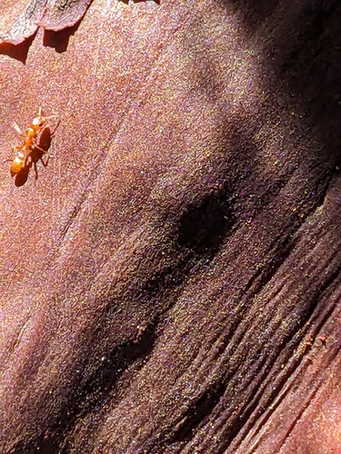 iNaturalist observation photo of Twig Ants