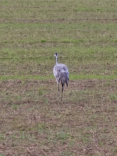 Common Crane