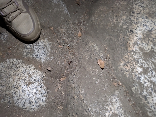 iNaturalist observation photo of Bicolored Carpenter Ant