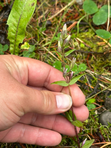 autumn gentian