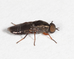 Scenopinus fenestralis