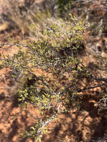 feather dalea
