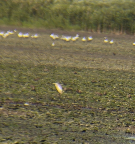 iNaturalist image