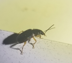 Stenolophus ochropezus