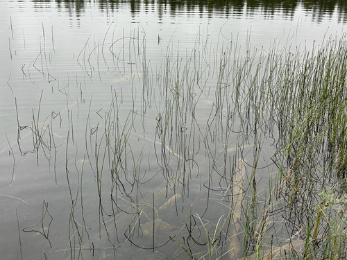 water horsetail